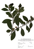 藏品(瑪瑙珠)的圖片